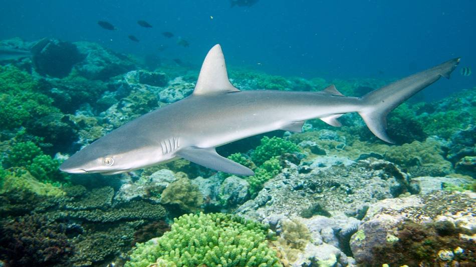 Galapagos shark