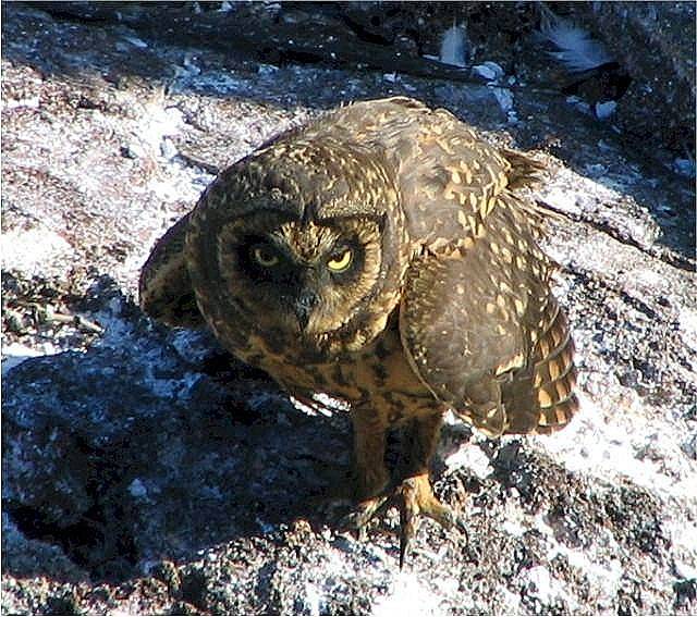 Galapagos short-eared owl