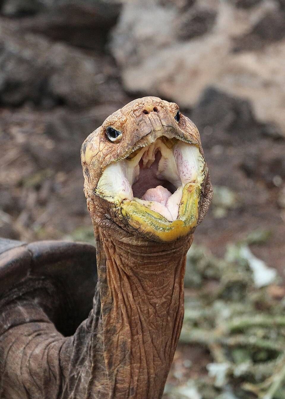 Galapagos giant tortoise