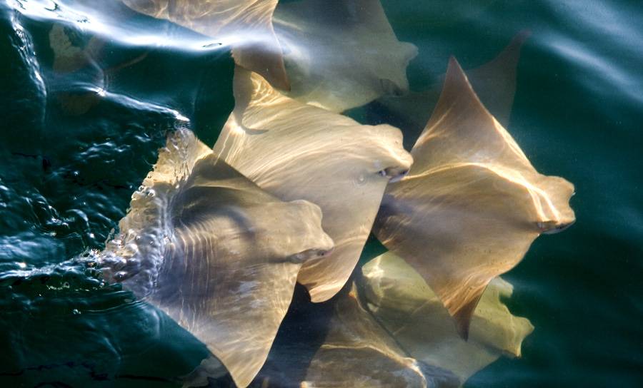 Golden cownose ray