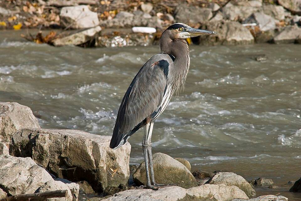 Great blue heron