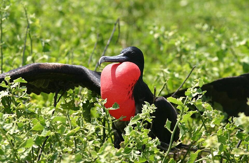 Great frigatebird