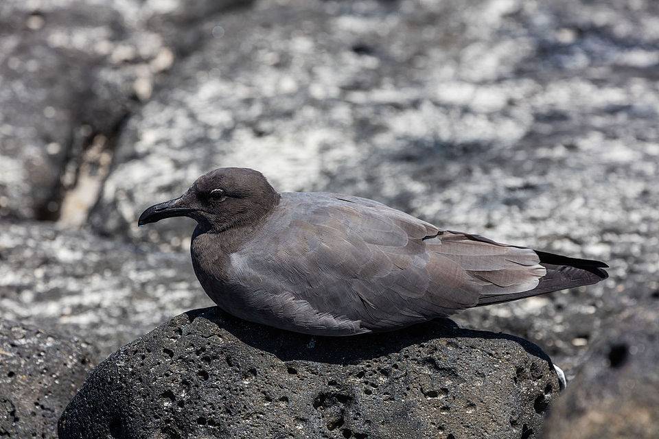 Lava gull