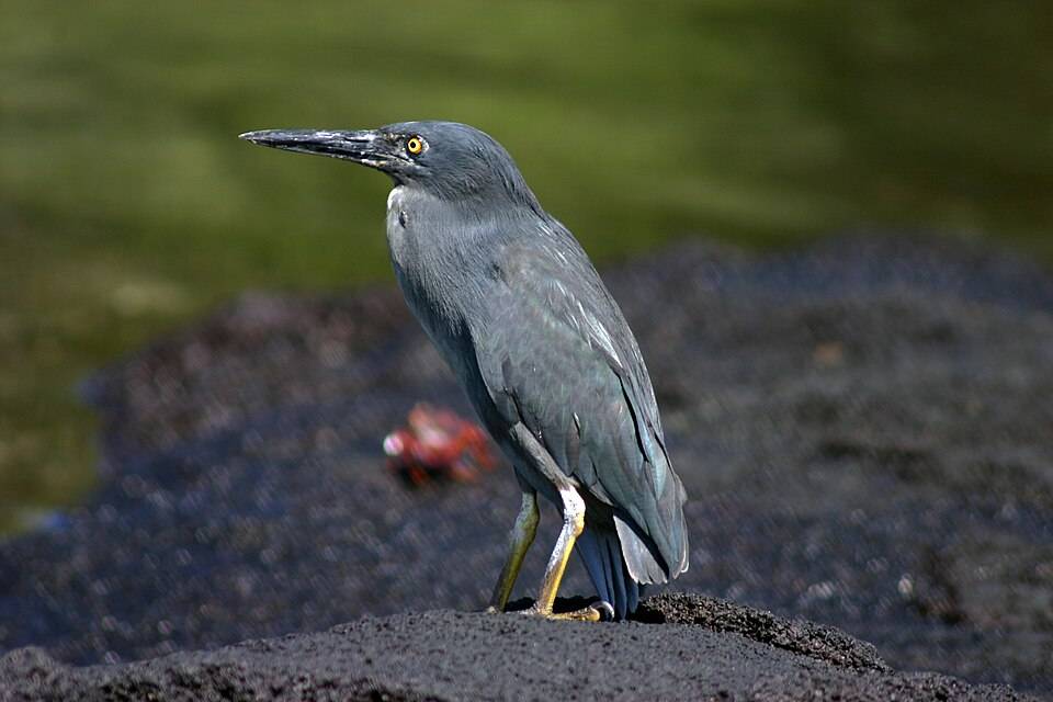 Lava heron
