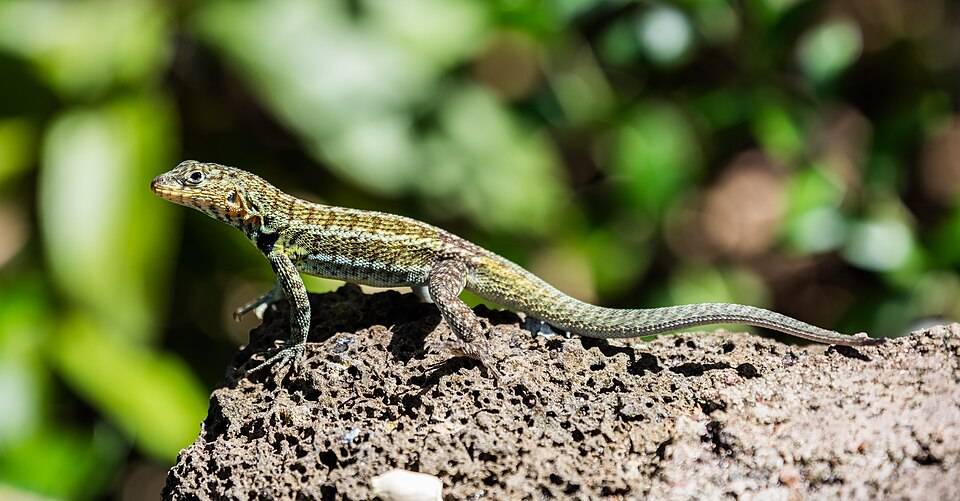 Lava lizard