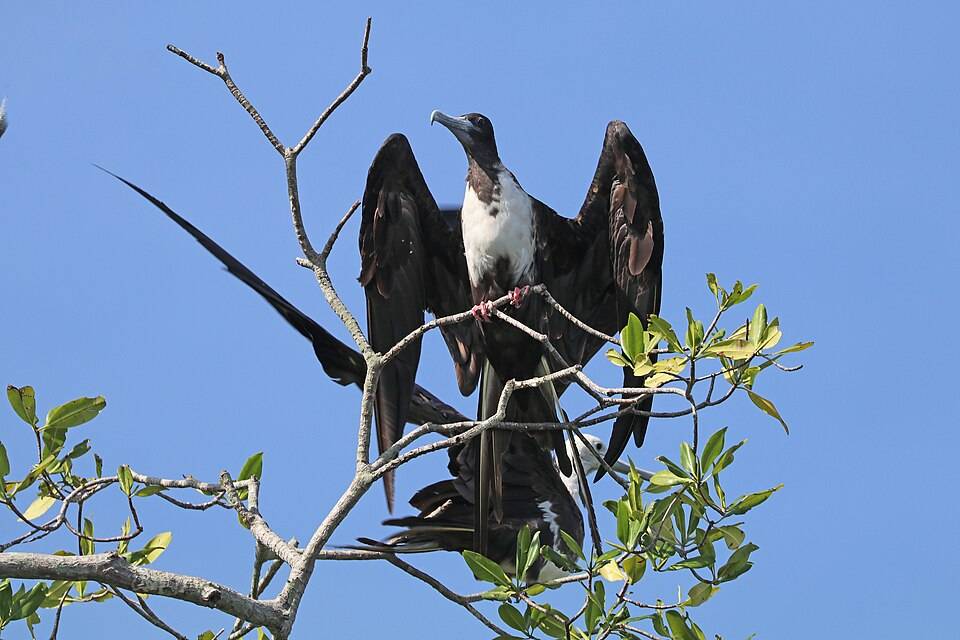 Magnificent frigatebird
