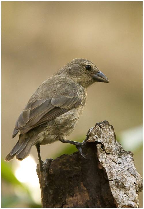 Mangrove finch