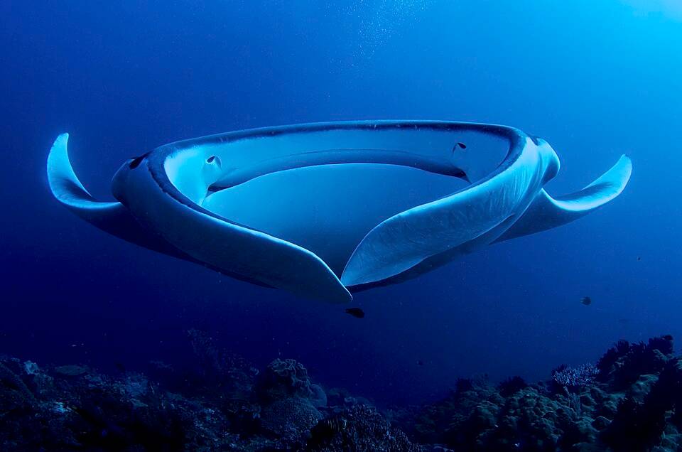 Giant manta ray