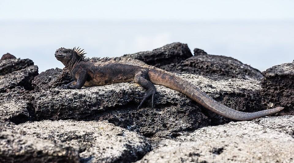 Marine iguana