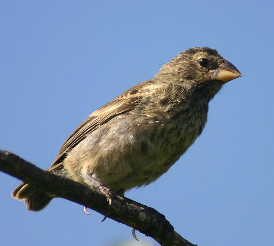 Medium ground finch