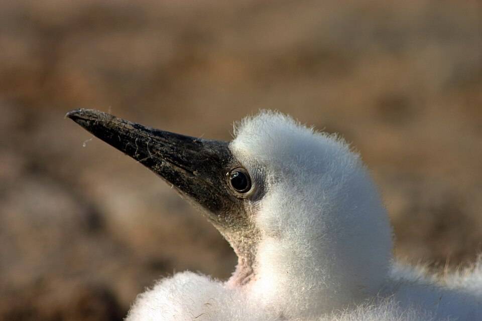 Nazca booby