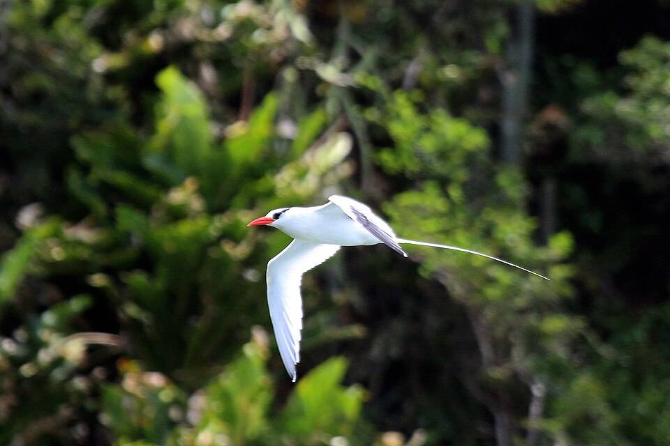 Red-billed tropicbird