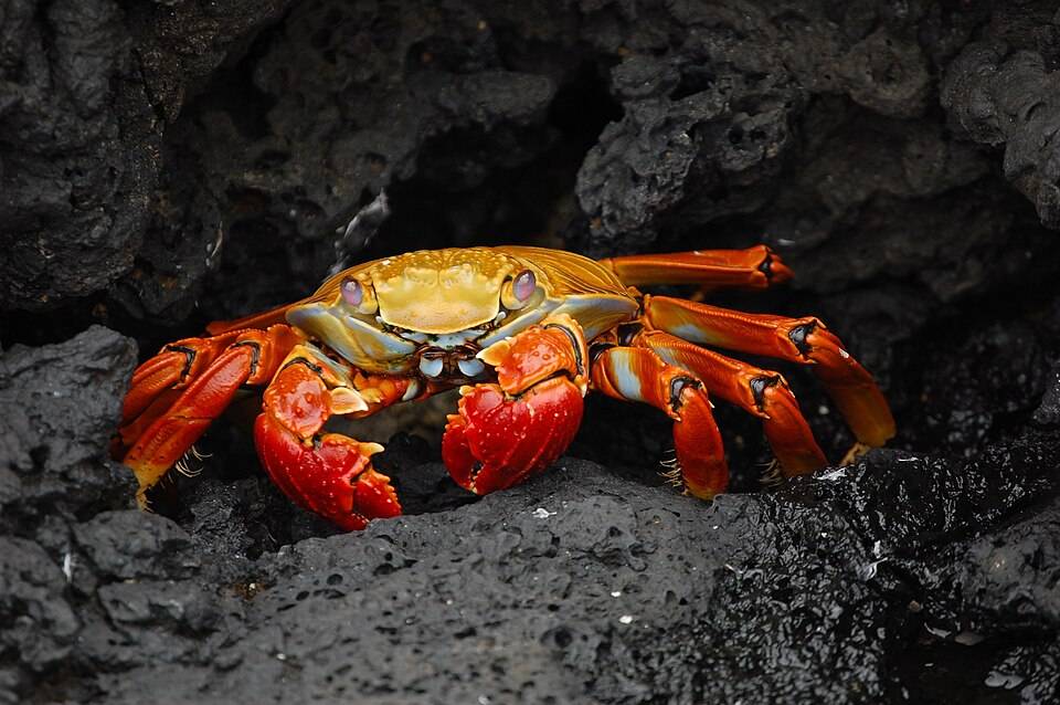 Sally Lightfoot crab