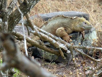 Santa Fe land iguana — photo © ConolophusPallidus-Trees.JPG: me derivative work: Haplochromis (talk) (CC BY 3.0) via Wikimedia Commons Santa Fe land iguana