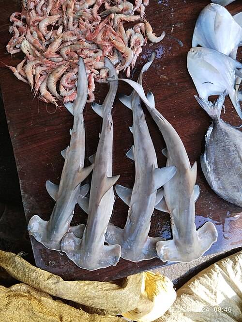 Scalloped hammerhead