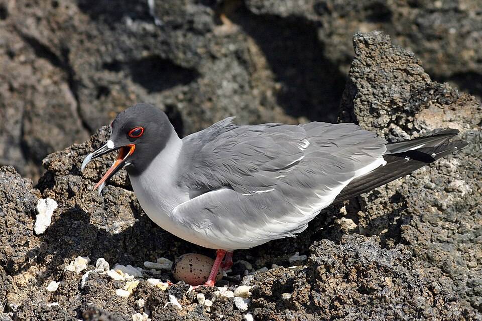 Swallow-tailed gull