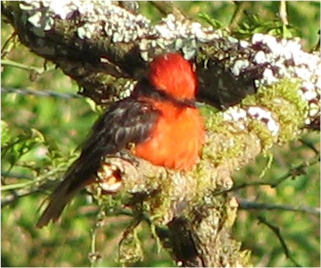Vermilion flycatcher