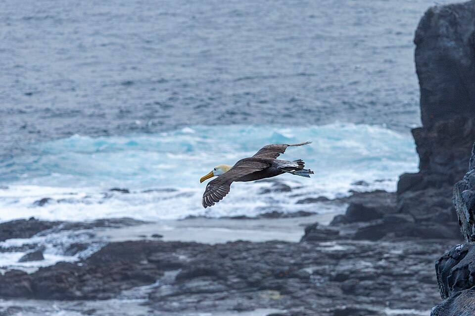 Waved albatross