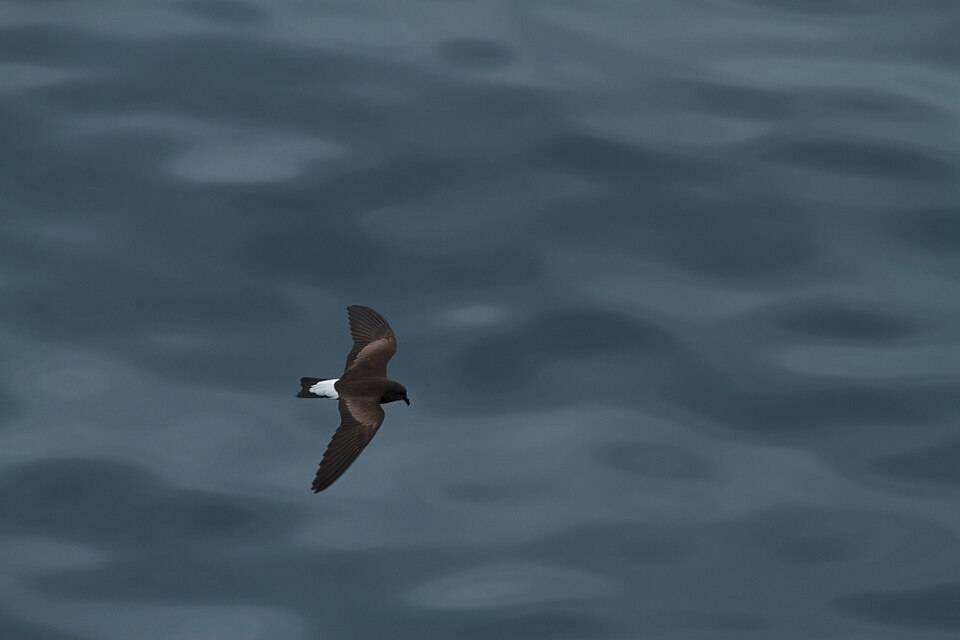Wedge-rumped storm petrel