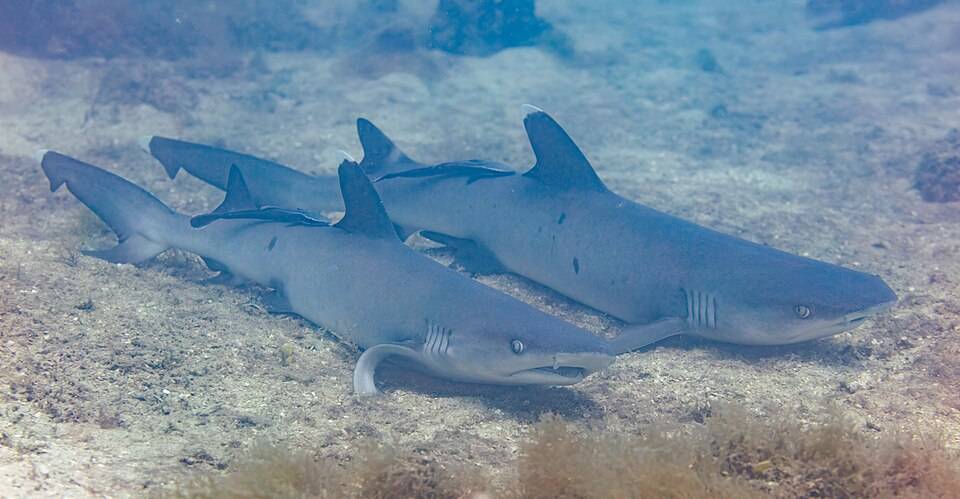 White-tipped reef shark