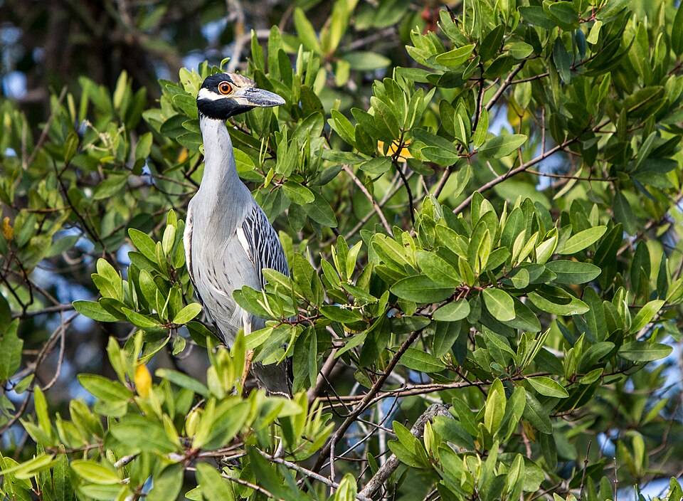 Yellow-crowned night heron
