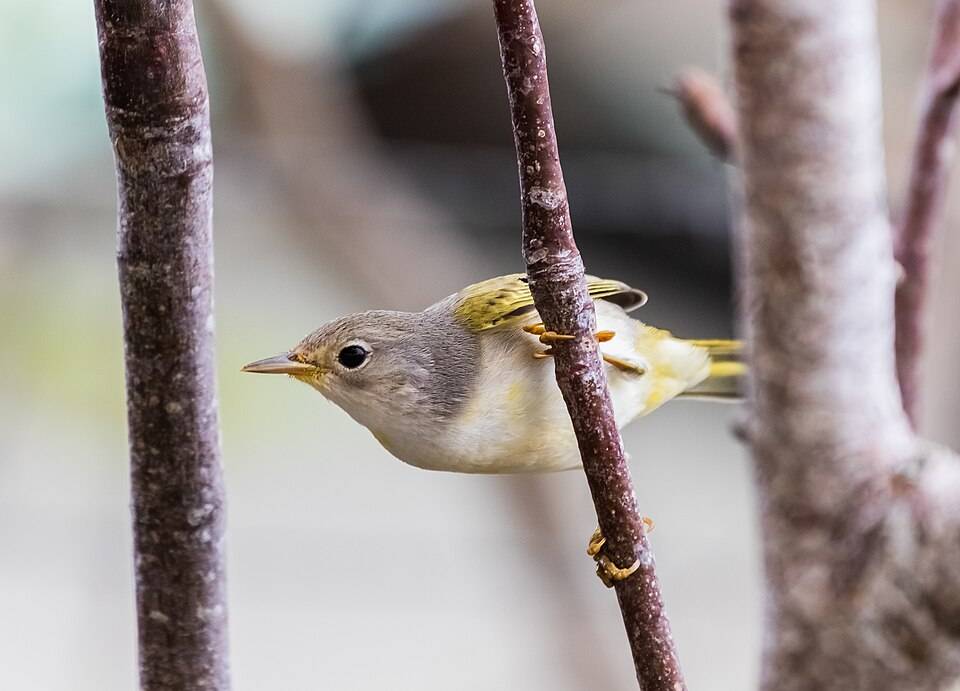 Yellow warbler