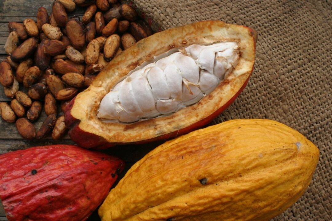 What You Need To Know About Ecuador's “Food Of The Gods”