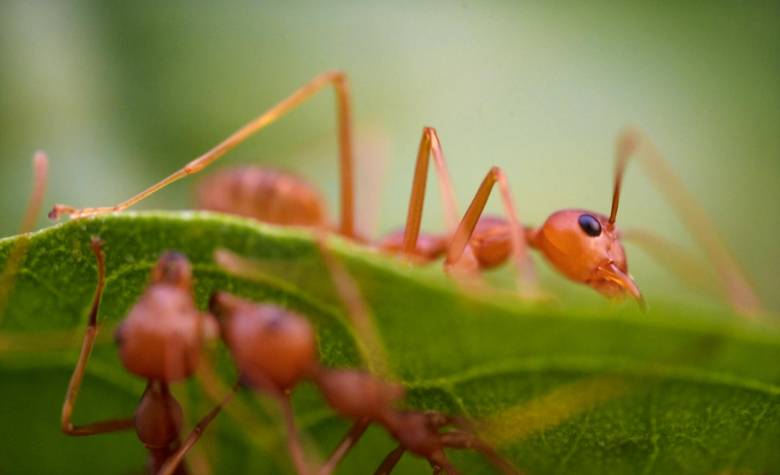 Going to the Jungle? Watch Out for These Creatures