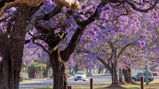 Grafton Jacaranda Festival