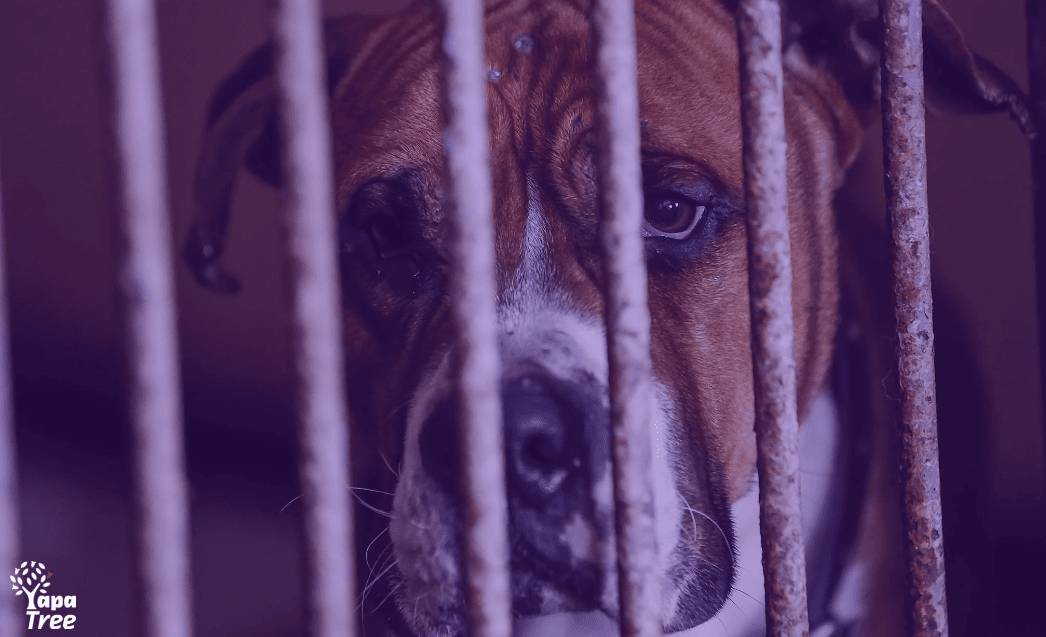 Cuenca Animal Causes and Volunteer Opportunities