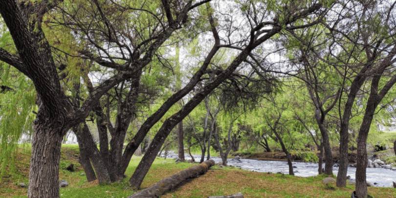 Trees Along The Machángara River Cuenca