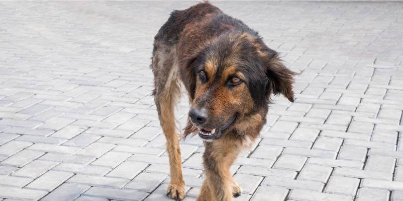 Street Dog 4