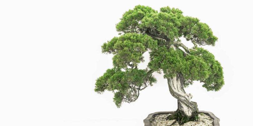 Bonsai